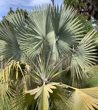 Blog - Sharon Krause - Thoughts About Palms_image (2)
